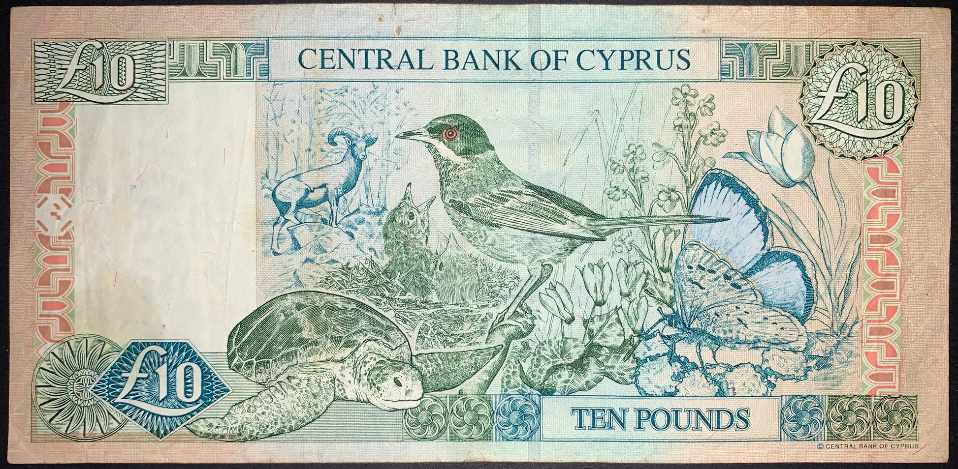 back of Cyprus 10 Pounds 2001 P-62c F collectible banknote with cyclamen, butterfly, turtle, bird, and ram