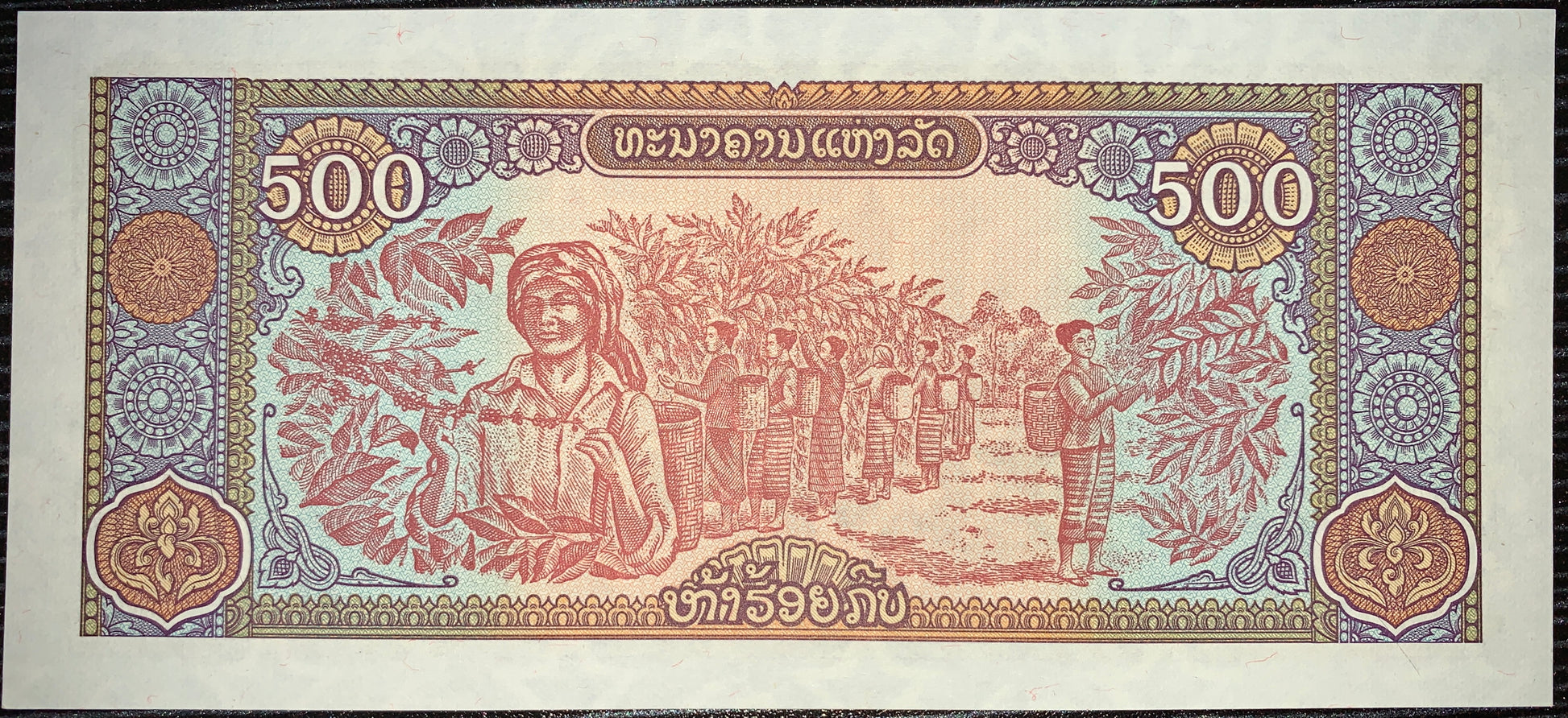 back of Laos  500 Kip 1988 P-31 AUNC collectible vintage asian banknote with coffee harvesters of the Bolaven Plateau standing among rich foliage