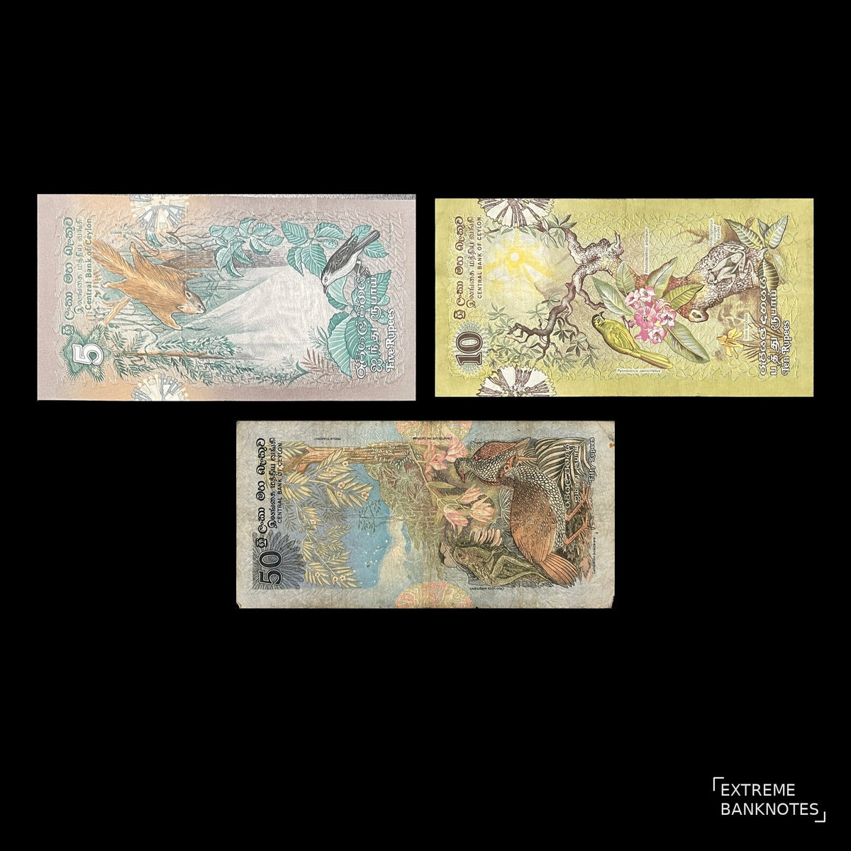 Back view of 1979 Ceylon (Sri Lanka) 5, 10 and 50 Rupees banknotes showing a flying squirrel, a tree frog with rhododendron and a pair of Ceylon spurfowl.