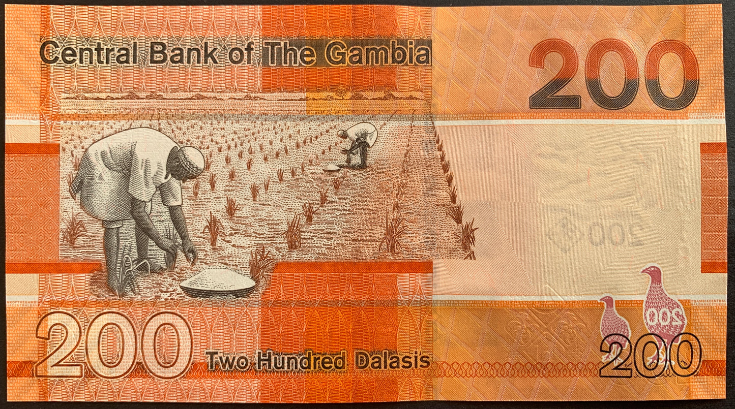 back of The Gambia 200 Dalasis 2023 collectible banknote with men planting rice in field
