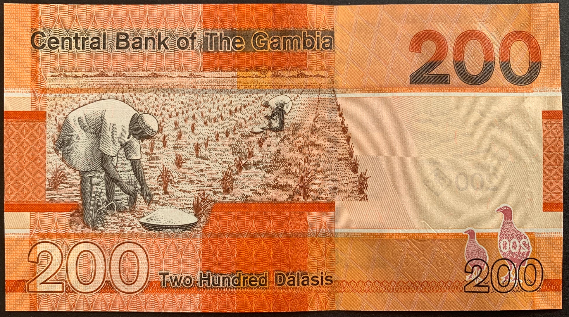 back of The Gambia 200 Dalasis 2023 collectible banknote with men planting rice in field