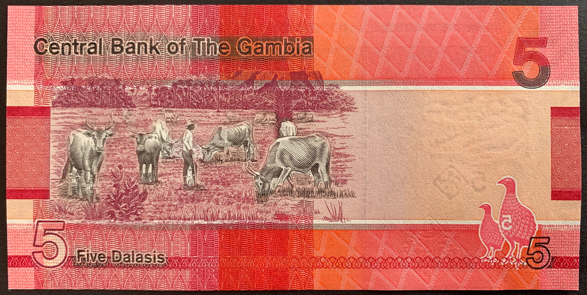 back of The Gambia 5 Dalasis 2023 collectible banknote with farmer and cows