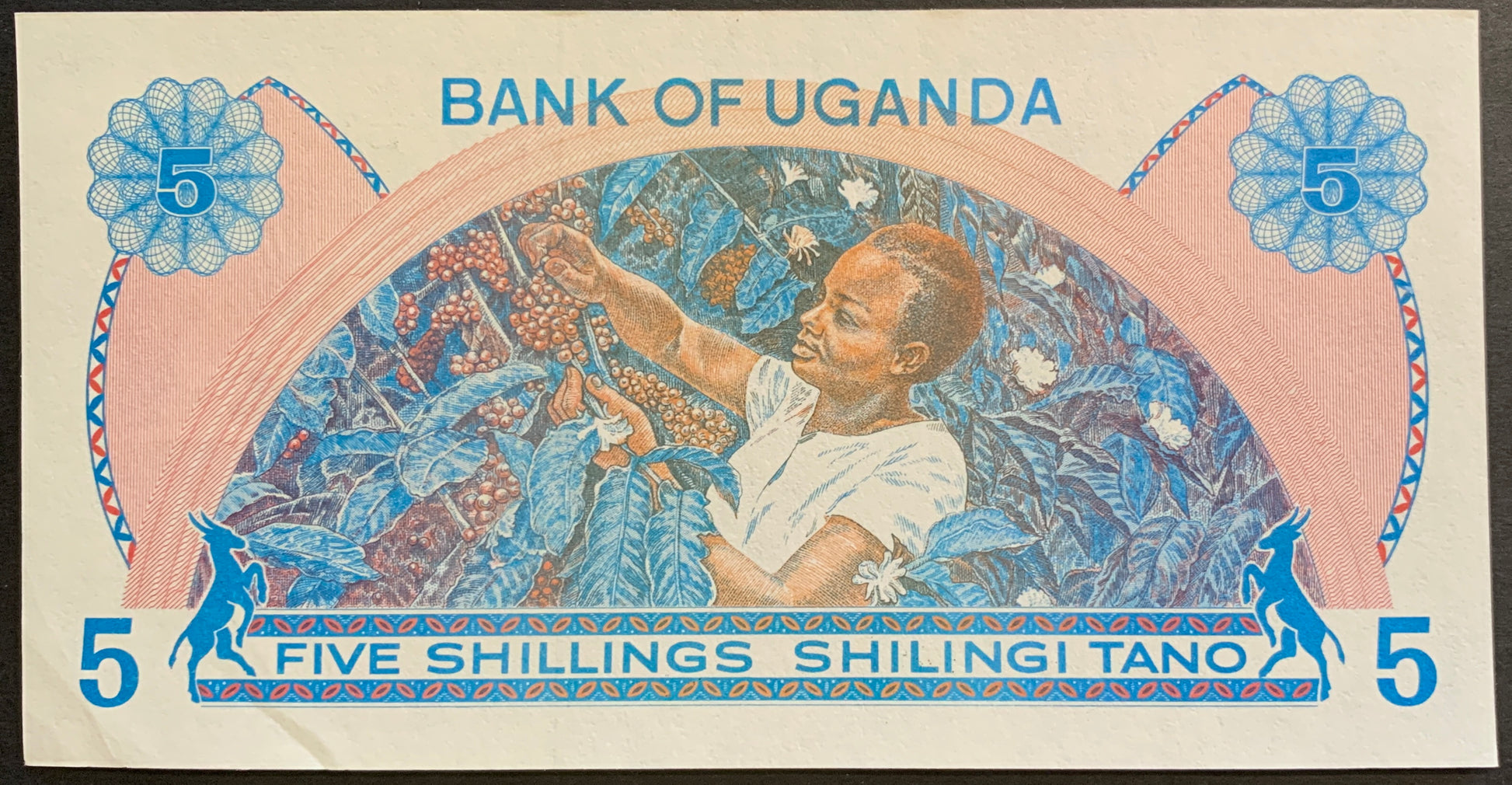 Uganda 5 Shillings ND (1979) P-10 UNC collectible african banknote with woman picking coffee beans