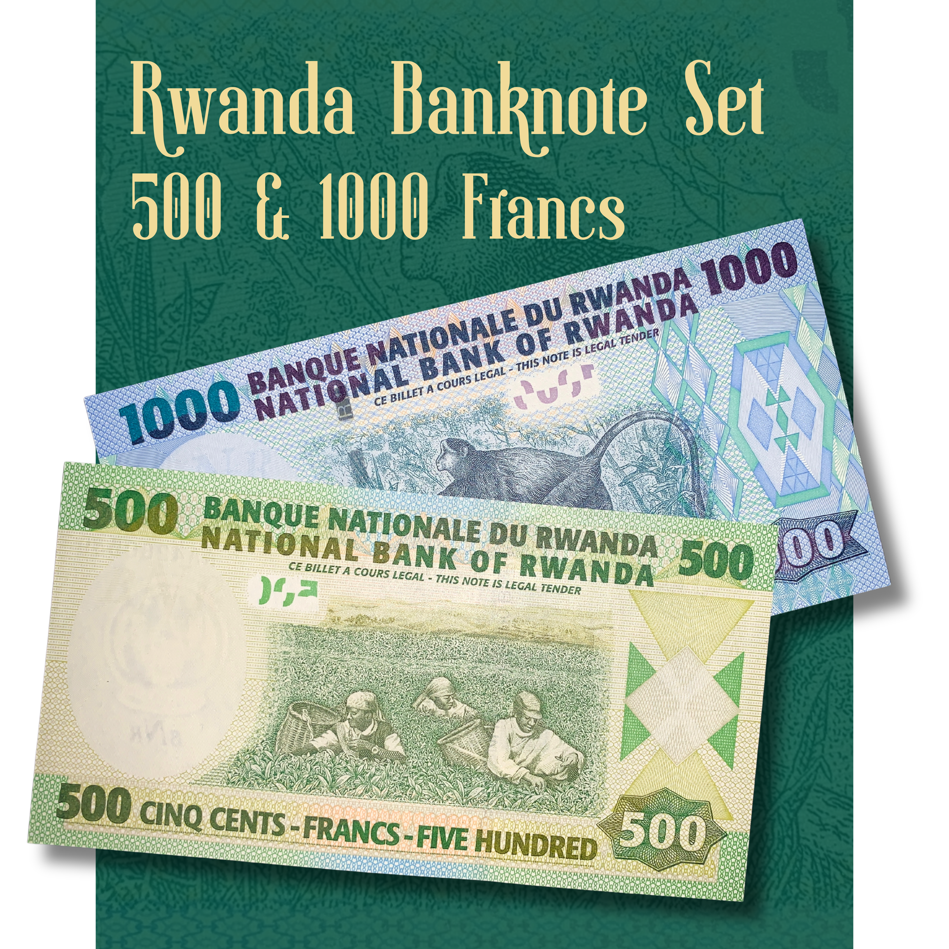 Video showcasing the authentic Rwanda banknote set including 500 Francs P-30 and 1,000 Francs P-31, highlighting the detailed engraved designs, vibrant security features, and both obverse and reverse artwork of each collectible banknote.